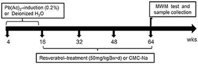 Early-Life Exposure to Lead Induces Cognitive Impairment in Elder Mice Targeting SIRT1 Phosphorylation and Oxidative Alterations